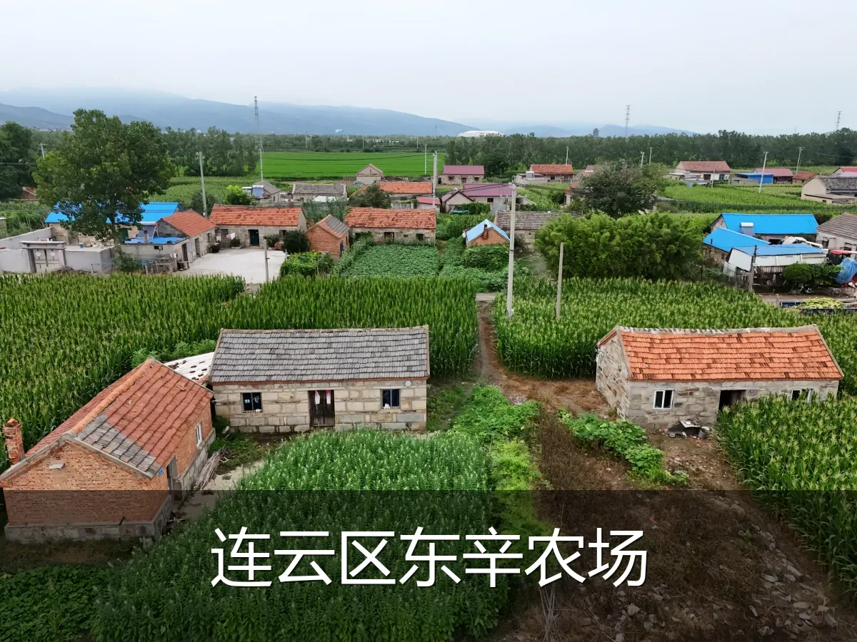 连云区东辛农场